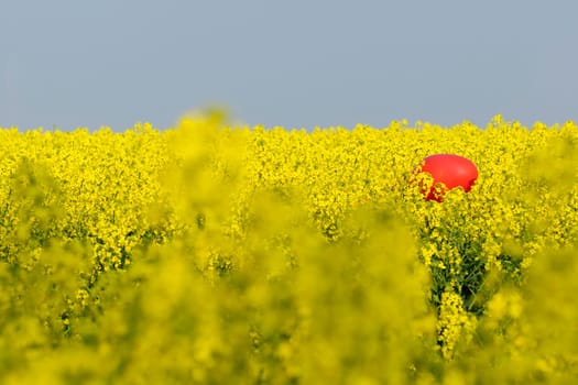 Rapeseed fields