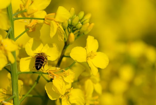 Rapeseed fields
