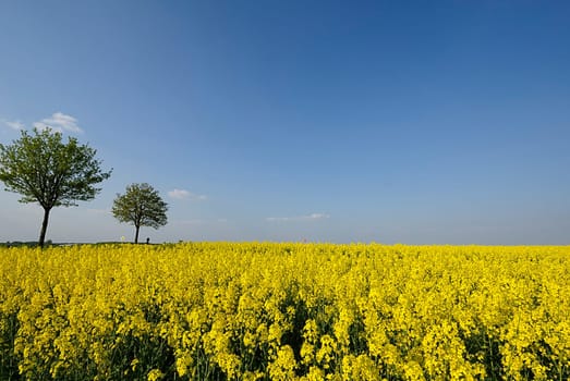 Rapeseed fields