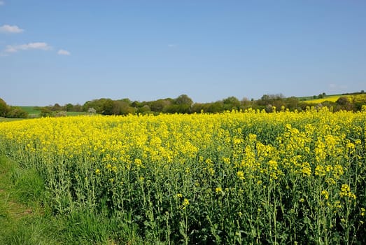 Rapeseed fields