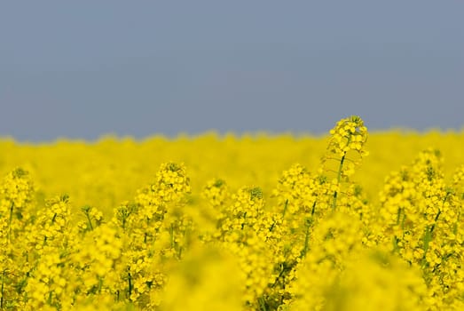 Rapeseed fields