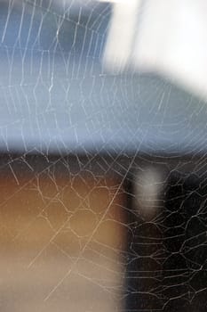 a spiders web staying strong during a rain shower