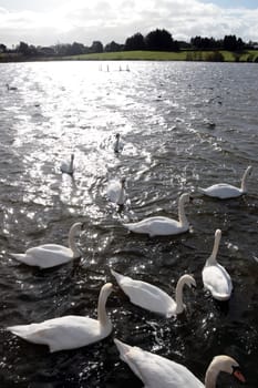 swans gliding elegantly on the lakes edge in the shimmering sunlight