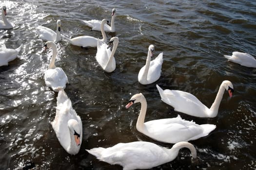 swans gliding elegantly on the lakes edge in the shimmering sunlight
