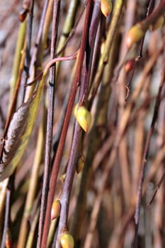 willow twigs budding and near time for growth