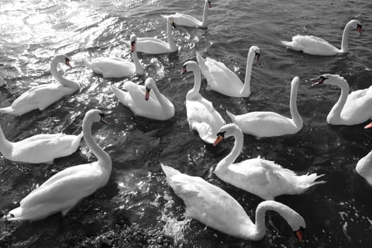 swans gliding elegantly on the lakes edge in the shimmering sunlight in black and white with beaks in red