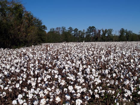 Cotton field in Georgia that is ready to be harvested