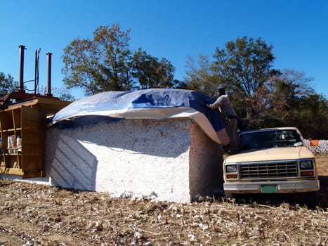 Farmer covering the newly made cotton module.