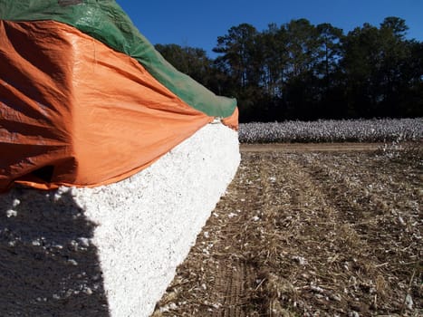Cotton Module with a cotton field in the background.