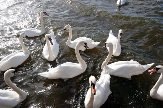 swans gliding elegantly on the lakes edge in the shimmering sunlight