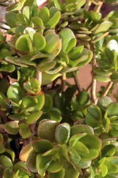 a close up of a money plant in all its glory
