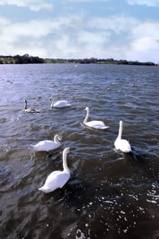 swans gliding elegantly on the lakes edge in the shimmering sunlight