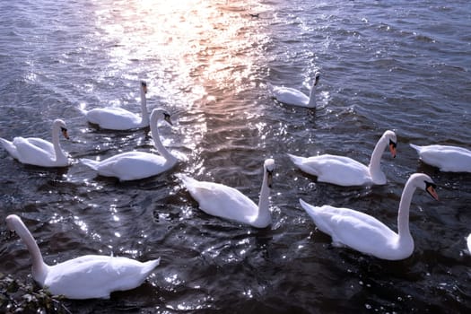 swans gliding elegantly on the lakes edge in the shimmering sunlight