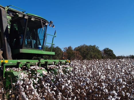 A cotton picker following the rows and picking cotton.