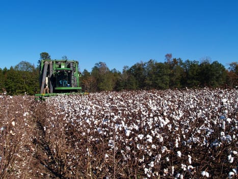 A cotton picker following the rows and picking cotton.