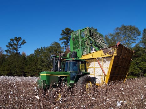 A cotton picker is dumping the load into the boll buggy.