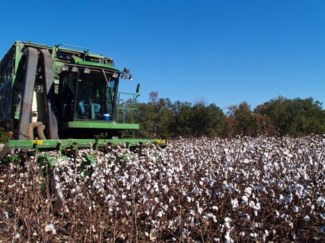 A cotton picker following the rows and picking cotton.