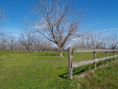 Board fence beside a pecan grove in Thomas County, south Georgia during the winter.