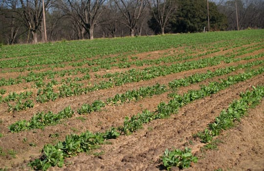 Rows of small pea plants in a field in south Georgia