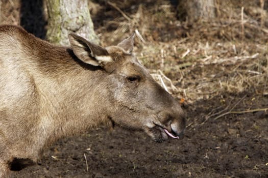 Elk