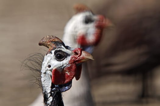 Helmeted guineafowl