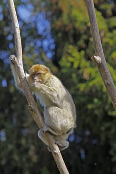 Barbary macaque on a branch