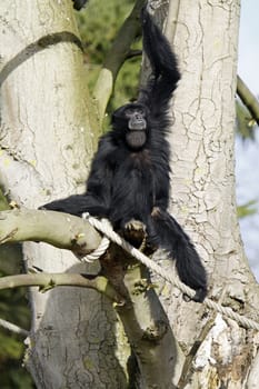 Siamang