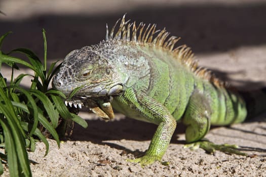 Iguana