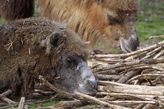 Bactrian camels