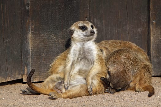 Meerkat