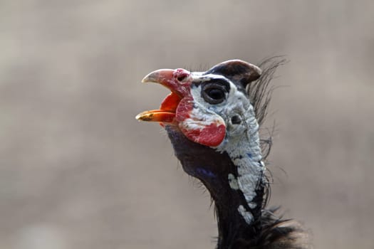 Helmeted guineafowl