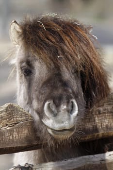 Shetland pony peeking over a fence