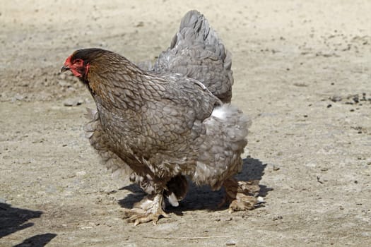 Gray Brahma Hen