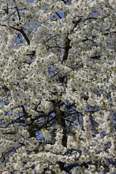 Lots of white flowers on a tree