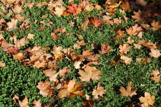 Dry leaves in grass