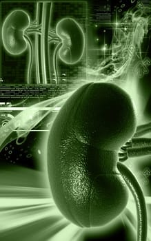 Digital illustration of kidney in colour background
