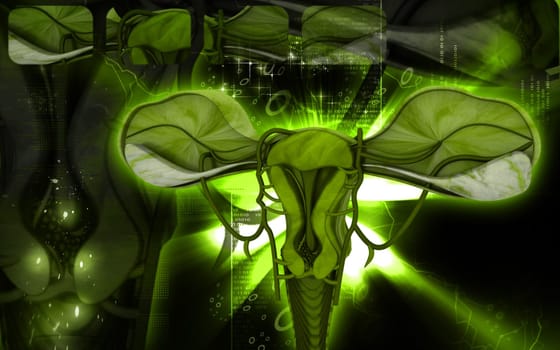 Digital illustration of Uterus in colour background
