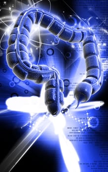 Digital illustration of large intestine in colour background