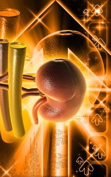 Digital illustration of kidney in colour background