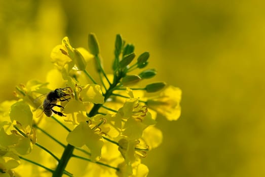 Insect rape