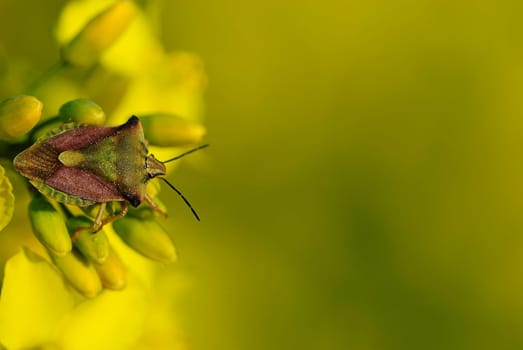 Insect rape