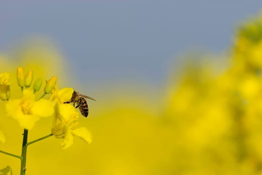 Insect rape