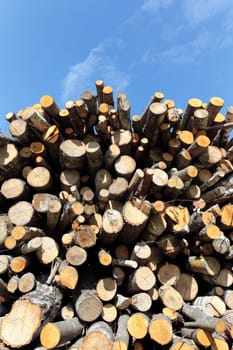 woodpile