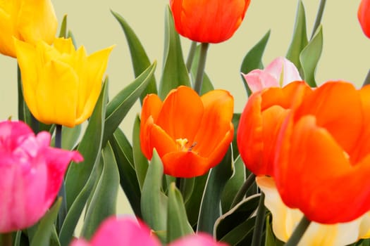 yellow,pink and orange tulips