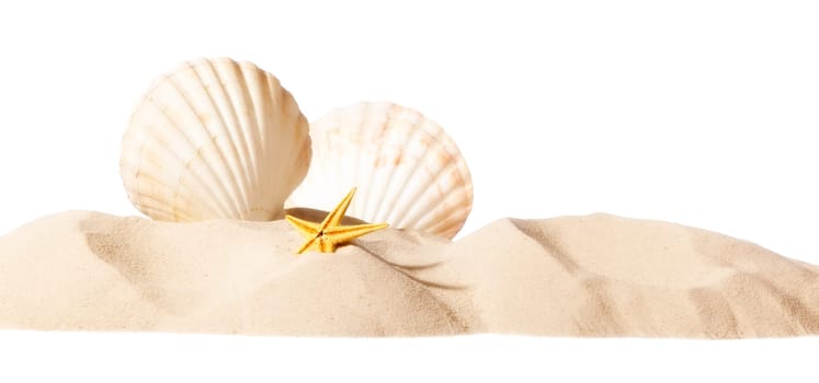 shell on beach isolated on a white background, personal editing