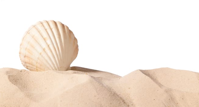 shell on beach isolated on a white background,with a lot of copy-space