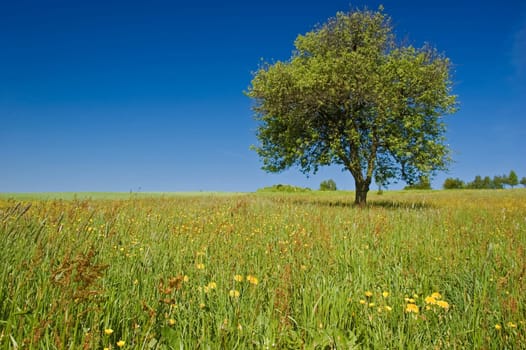 Single Tree in the Meadow with spring flowers