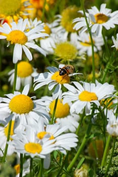 Field full with daisies with one bee