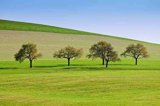 Trees on a Meadow in a Row