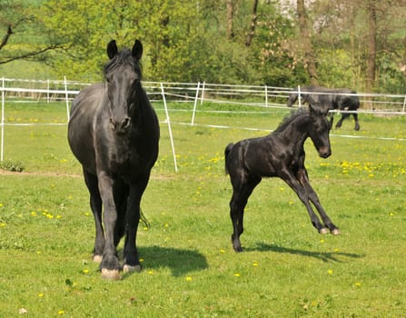 Friesian horses